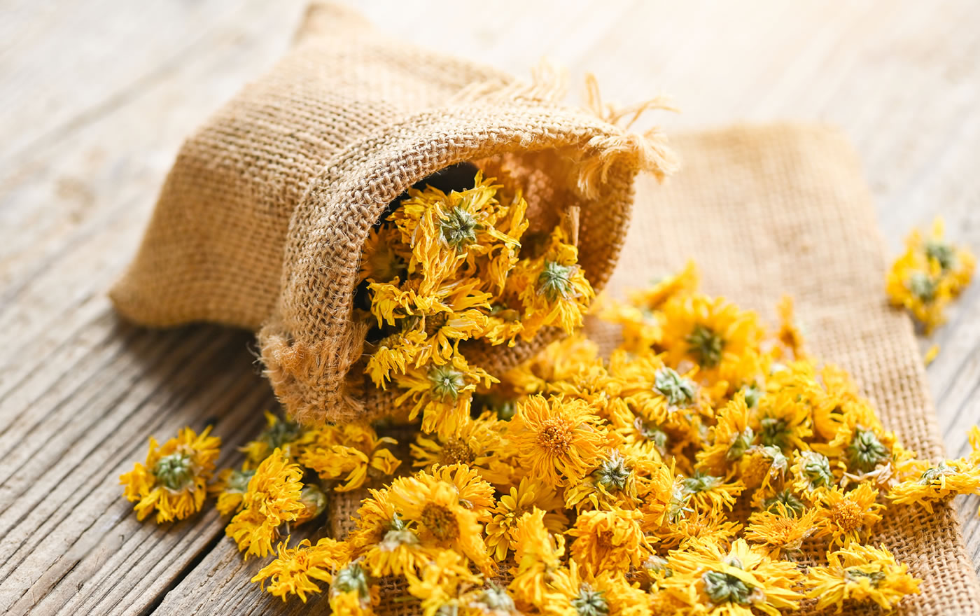 content chrysanthemum 01